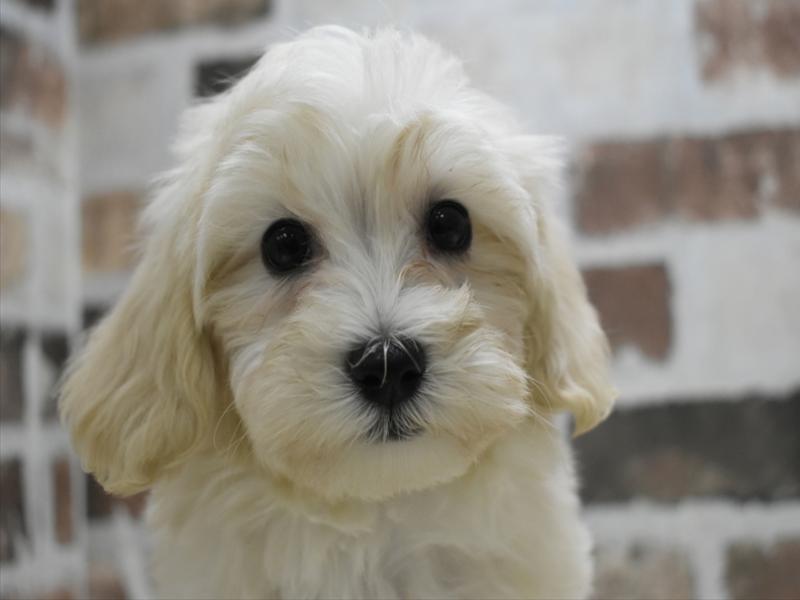 三重県のマルプー(マルチーズ×プードル) (ワンラブカインズ明和店(FC)/2025年8月30日生まれ/男の子/クリーム)の子犬の1枚目の画像