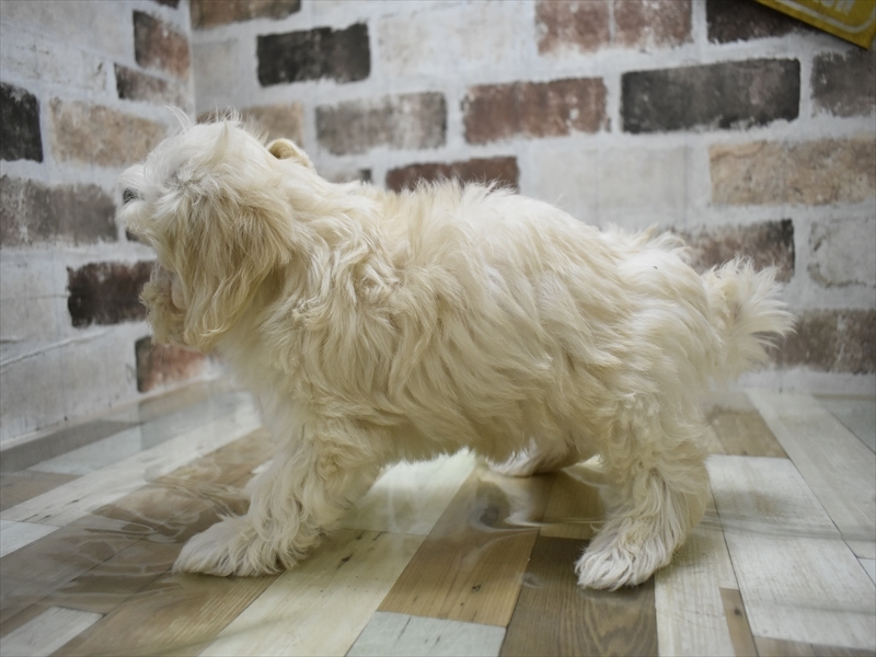 三重県のマルプー(マルチーズ×プードル) (ワンラブカインズ明和店(FC)/2025年8月30日生まれ/男の子/クリーム)の子犬の3枚目の画像