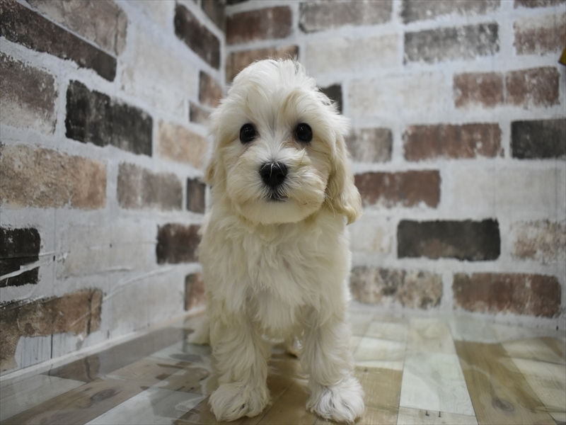 三重県のマルプー(マルチーズ×プードル) (ワンラブカインズ明和店(FC)/2025年8月30日生まれ/男の子/クリーム)の子犬の2枚目の画像