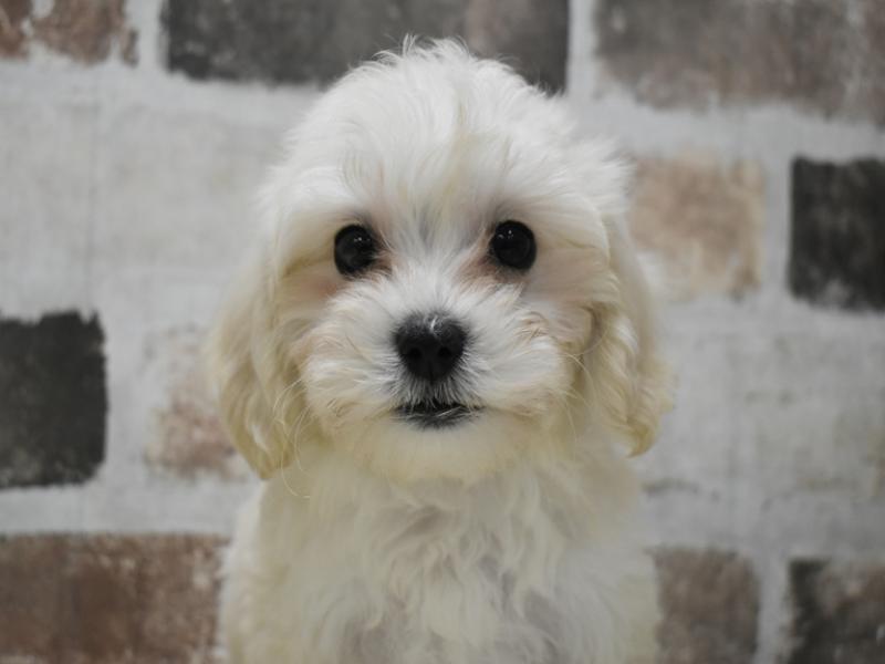三重県のマルプー(マルチーズ×プードル) (ワンラブバローミタス伊勢店(FC)/2025年8月30日生まれ/男の子/クリーム)の子犬の1枚目の画像