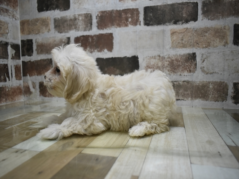 三重県のマルプー(マルチーズ×プードル) (ワンラブバローミタス伊勢店(FC)/2025年8月30日生まれ/男の子/クリーム)の子犬の3枚目の画像