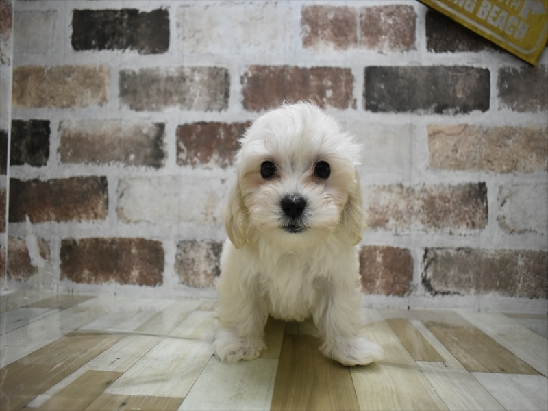 三重県のマルプー(マルチーズ×プードル) (ワンラブバローミタス伊勢店(FC)/2025年8月30日生まれ/男の子/クリーム)の子犬の2枚目の画像