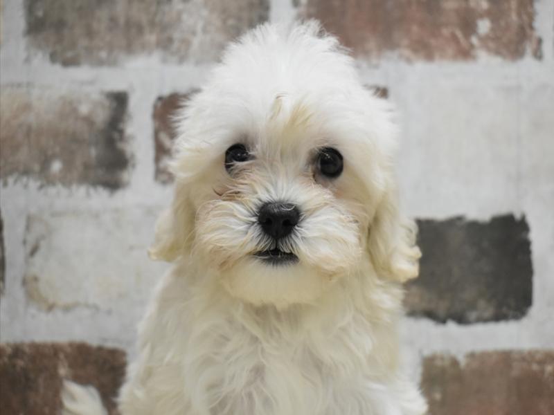 三重県のマルプー(マルチーズ×プードル) (ワンラブカインズ明和店(FC)/2025年8月30日生まれ/女の子/クリーム)の子犬の1枚目の画像