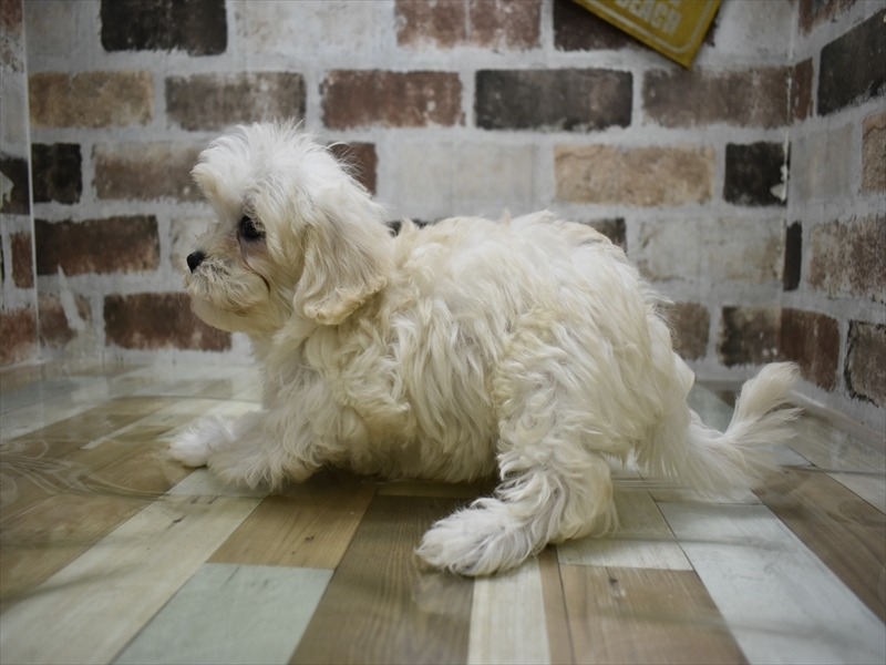 三重県のマルプー(マルチーズ×プードル) (ワンラブカインズ明和店(FC)/2025年8月30日生まれ/女の子/クリーム)の子犬の3枚目の画像