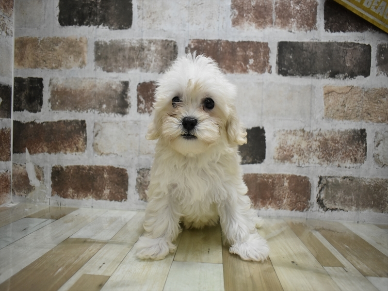 三重県のマルプー(マルチーズ×プードル) (ワンラブカインズ明和店(FC)/2025年8月30日生まれ/女の子/クリーム)の子犬の2枚目の画像