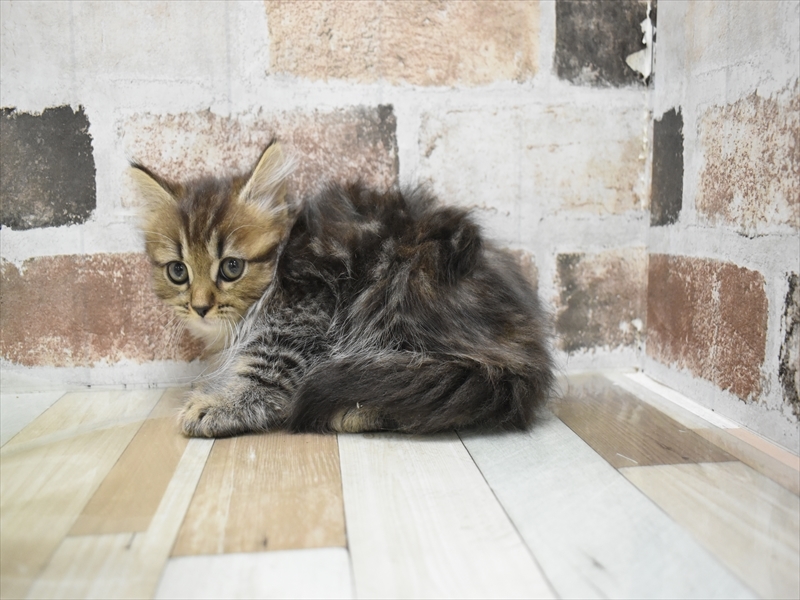 愛知県のラガマフィン (ワンラブ名古屋守山インター総本店/2025年9月4日生まれ/女の子/ブラウンタビー)の子猫の3枚目の画像