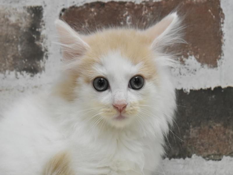 愛知県のノルウェージャンフォレストキャット (ワンラブ名古屋守山インター総本店/2025年9月4日生まれ/男の子/クリームタビー)の子猫の1枚目の画像