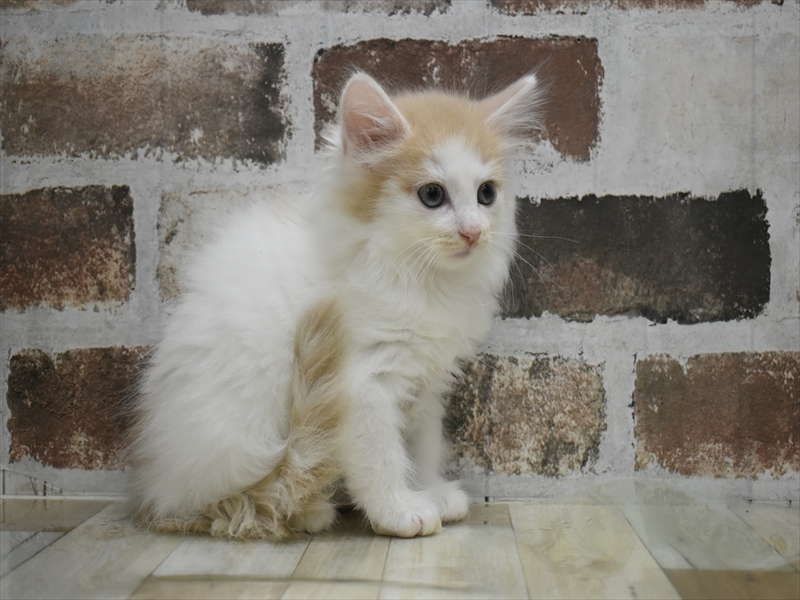 愛知県のノルウェージャンフォレストキャット (ワンラブ名古屋守山インター総本店/2025年9月4日生まれ/男の子/クリームタビー)の子猫の3枚目の画像