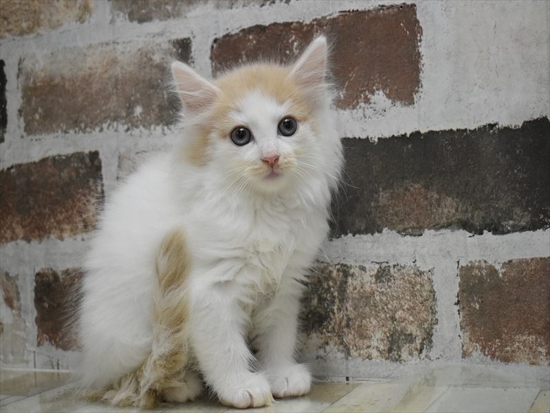 愛知県のノルウェージャンフォレストキャット (ワンラブ名古屋守山インター総本店/2025年9月4日生まれ/男の子/クリームタビー)の子猫の2枚目の画像