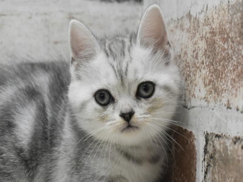 愛知県のアメリカンショートヘアー (ワンラブ名古屋守山インター総本店/2025年8月28日生まれ/女の子/シルバータビー)の子猫の1枚目の画像