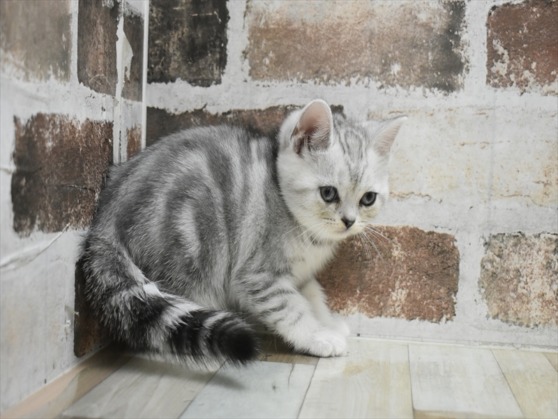 愛知県のアメリカンショートヘアー (ワンラブ名古屋守山インター総本店/2025年8月28日生まれ/女の子/シルバータビー)の子猫の3枚目の画像