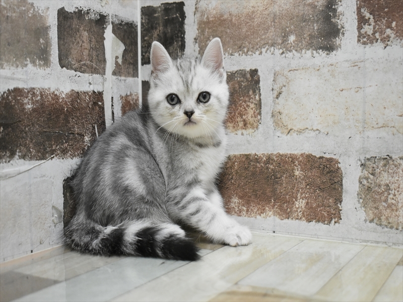 愛知県のアメリカンショートヘアー (ワンラブ名古屋守山インター総本店/2025年8月28日生まれ/女の子/シルバータビー)の子猫の2枚目の画像
