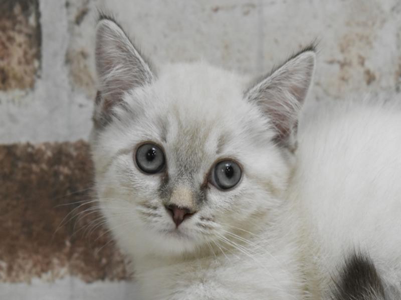 愛知県のマンチカン (ワンラブ名古屋守山インター総本店/2025年8月24日生まれ/女の子/シールリンクスポイント)の子猫の1枚目の画像