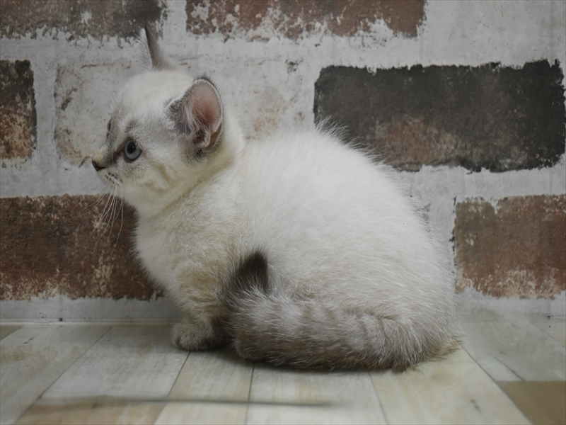 愛知県のマンチカン (ワンラブ名古屋守山インター総本店/2025年8月24日生まれ/女の子/シールリンクスポイント)の子猫の3枚目の画像