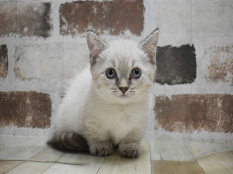 愛知県のマンチカン (ワンラブ名古屋守山インター総本店/2025年8月24日生まれ/女の子/シールリンクスポイント)の子猫の2枚目の画像