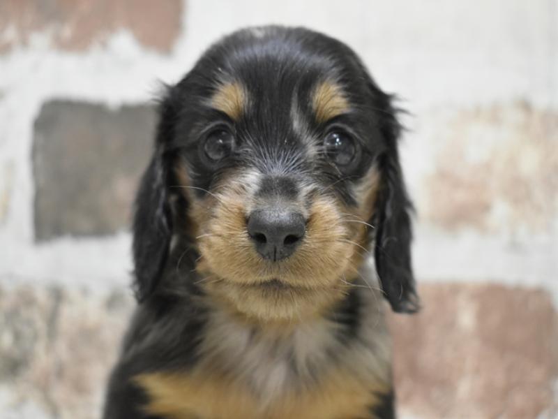 富山県のミニチュアダックスフンド(ロング) (ワンラブ富山ファボーレ店/2025年9月4日生まれ/女の子/シルバーダップル)の子犬の1枚目の画像