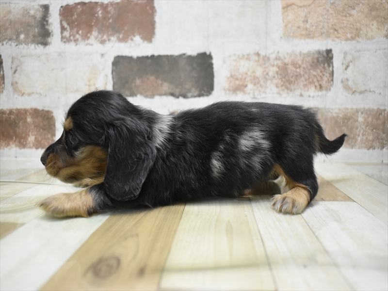 富山県のミニチュアダックスフンド(ロング) (ワンラブ富山ファボーレ店/2025年9月4日生まれ/女の子/シルバーダップル)の子犬の3枚目の画像