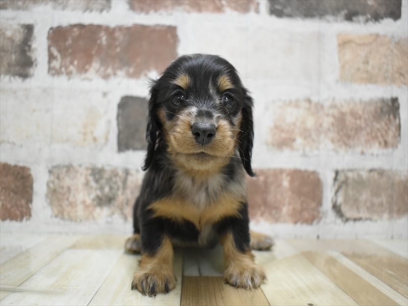 富山県のミニチュアダックスフンド(ロング) (ワンラブ富山ファボーレ店/2025年9月4日生まれ/女の子/シルバーダップル)の子犬の2枚目の画像