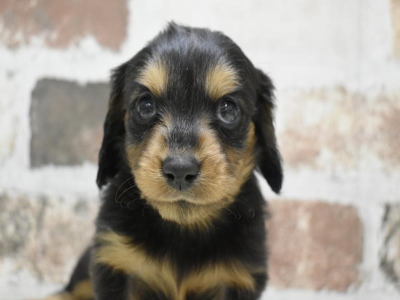 大阪府のミニチュアダックスフンド(ロング) (ワンラブアクロスプラザ大東店/2025年9月4日生まれ/女の子/ブラックタン)の子犬の1枚目の画像