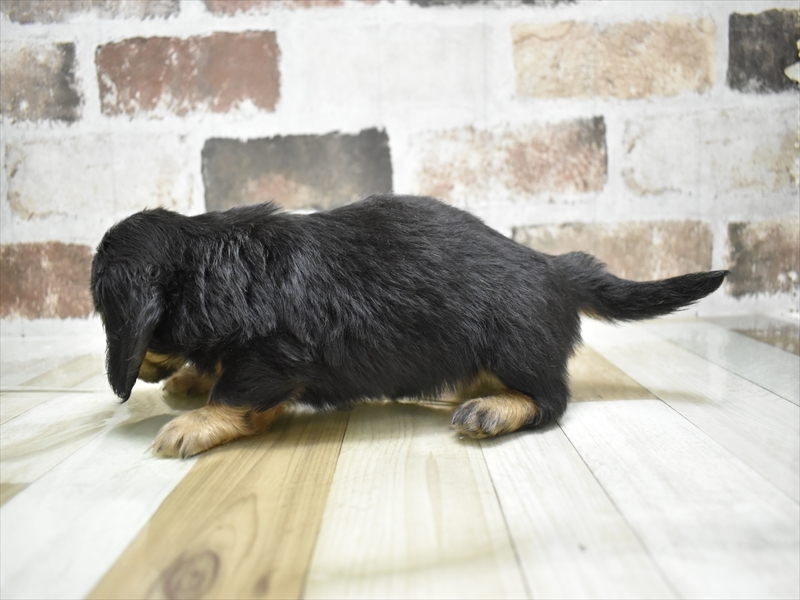 大阪府のミニチュアダックスフンド(ロング) (ワンラブアクロスプラザ大東店/2025年9月4日生まれ/女の子/ブラックタン)の子犬の3枚目の画像