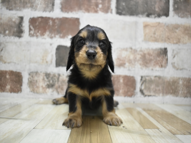 大阪府のミニチュアダックスフンド(ロング) (ワンラブアクロスプラザ大東店/2025年9月4日生まれ/女の子/ブラックタン)の子犬の2枚目の画像