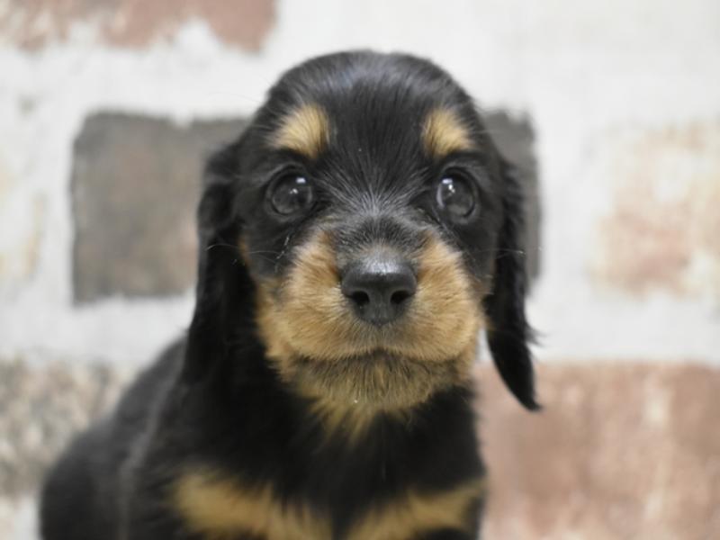 大阪府のミニチュアダックスフンド(ロング) (ワンラブアリオ鳳店/2025年9月4日生まれ/女の子/ブラックタン)の子犬の1枚目の画像