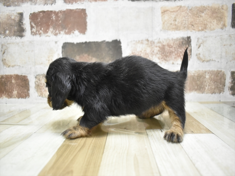 大阪府のミニチュアダックスフンド(ロング) (ワンラブアリオ鳳店/2025年9月4日生まれ/女の子/ブラックタン)の子犬の3枚目の画像