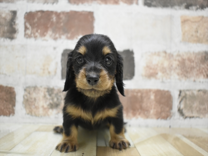 大阪府のミニチュアダックスフンド(ロング) (ワンラブアリオ鳳店/2025年9月4日生まれ/女の子/ブラックタン)の子犬の2枚目の画像