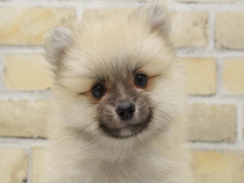 福岡県のポメラニアン (ワンラブ福岡総本店/2025年9月4日生まれ/男の子/クリームセーブル)の子犬
