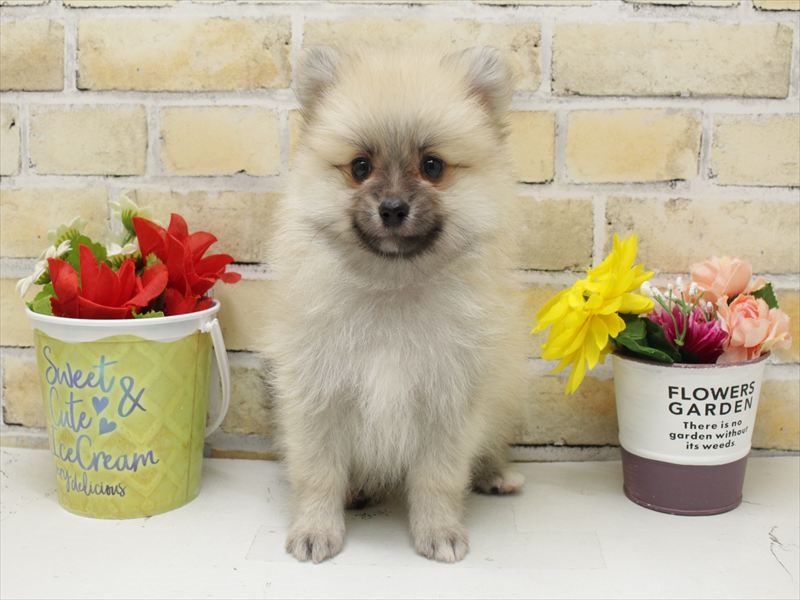 福岡県のポメラニアン (ワンラブ福岡総本店/2025年9月4日生まれ/男の子/クリームセーブル)の子犬の3枚目の画像