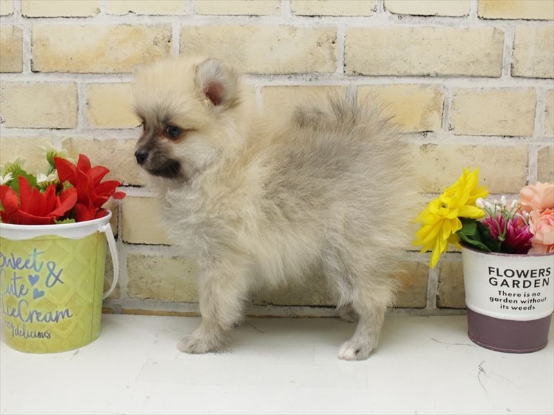 福岡県のポメラニアン (ワンラブ福岡総本店/2025年9月4日生まれ/男の子/クリームセーブル)の子犬の2枚目の画像
