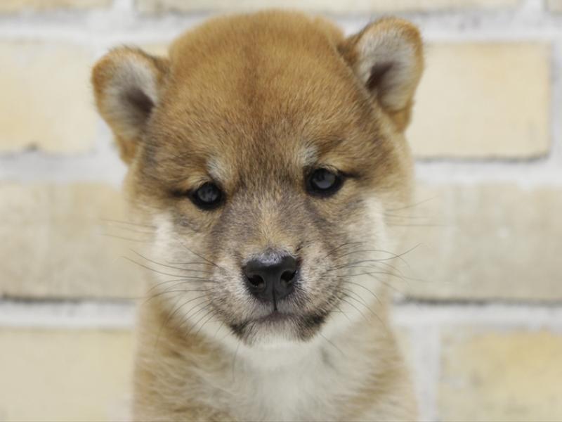 広島県の豆柴 (ワンラブカインズ広島LECT店/2025年9月3日生まれ/女の子/赤)の子犬