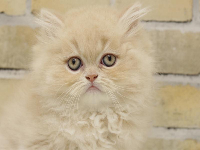 広島県のエキゾチック (ワンラブカインズ広島LECT店/2025年9月2日生まれ/男の子/クリーム)の子猫の1枚目の画像