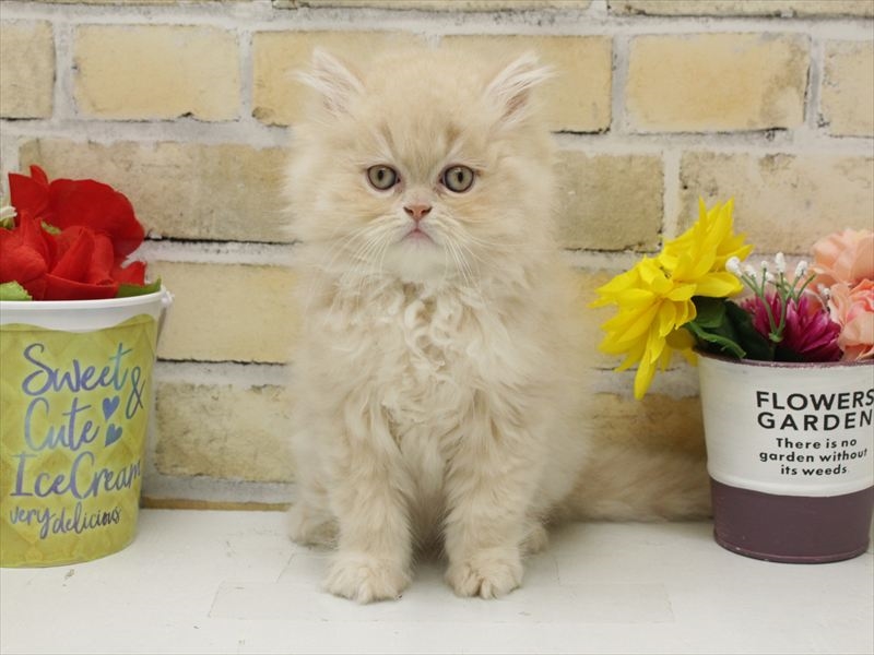 広島県のエキゾチック (ワンラブカインズ広島LECT店/2025年9月2日生まれ/男の子/クリーム)の子猫の3枚目の画像