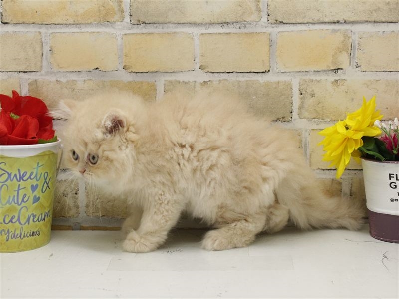 広島県のエキゾチック (ワンラブカインズ広島LECT店/2025年9月2日生まれ/男の子/クリーム)の子猫の2枚目の画像