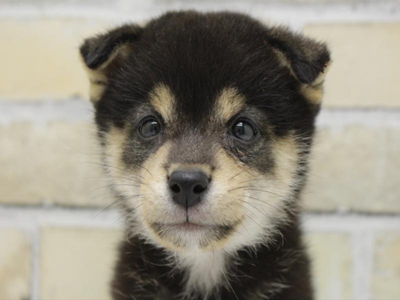 福岡県の豆柴 (ワンラブ福岡総本店/2025年8月27日生まれ/男の子/黒)の子犬