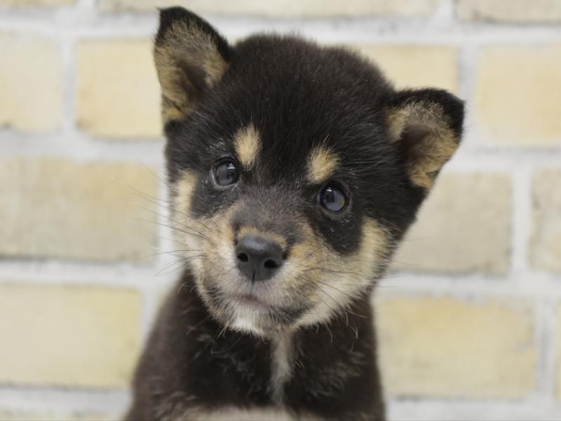 島根県の豆柴 (ワンラブアクロスガーデン松江乃白店/2025年8月27日生まれ/男の子/黒)の子犬の1枚目の画像