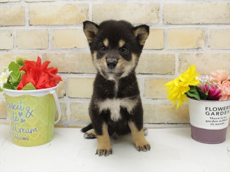 島根県の豆柴 (ワンラブアクロスガーデン松江乃白店/2025年8月27日生まれ/男の子/黒)の子犬の3枚目の画像