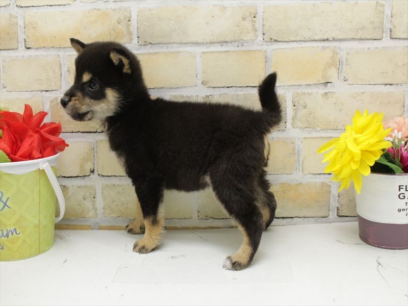 島根県の豆柴 (ワンラブアクロスガーデン松江乃白店/2025年8月27日生まれ/男の子/黒)の子犬の2枚目の画像