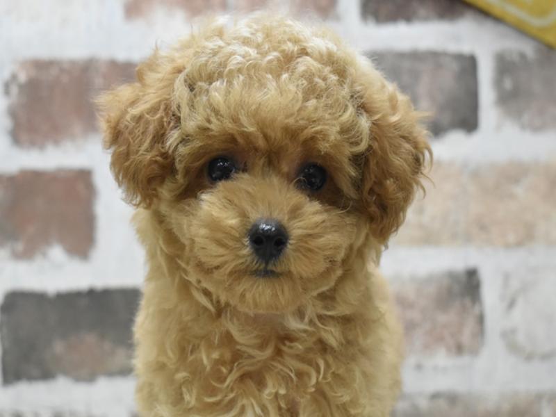 静岡県のトイプードル(トイ) (ワンラブカインズ伊東店/2025年8月27日生まれ/男の子/オレンジフォーン)の子犬の1枚目の画像