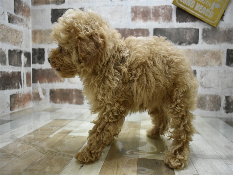 静岡県のトイプードル(トイ) (ワンラブカインズ伊東店/2025年8月27日生まれ/男の子/オレンジフォーン)の子犬の3枚目の画像