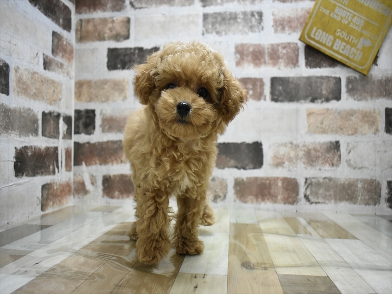 静岡県のトイプードル(トイ) (ワンラブカインズ伊東店/2025年8月27日生まれ/男の子/オレンジフォーン)の子犬の2枚目の画像