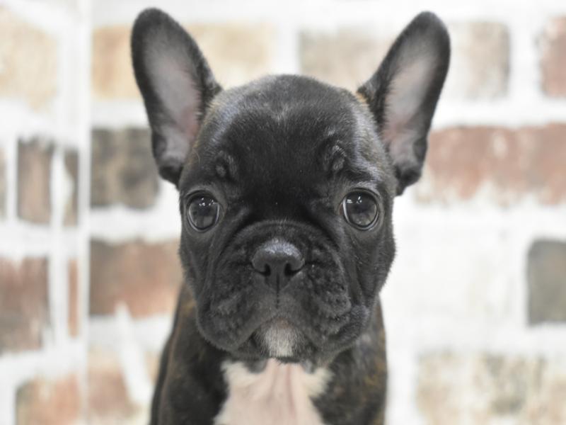 大阪府のフレンチブルドッグ (ワンラブアリオ鳳店/2025年8月29日生まれ/女の子/ブリンドルホワイト)の子犬の1枚目の画像