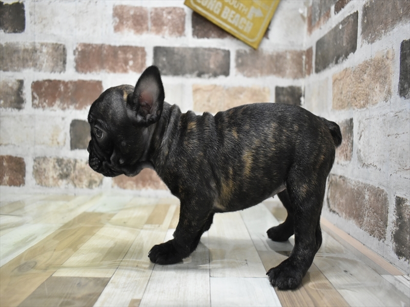 大阪府のフレンチブルドッグ (ワンラブアリオ鳳店/2025年8月29日生まれ/女の子/ブリンドルホワイト)の子犬の3枚目の画像