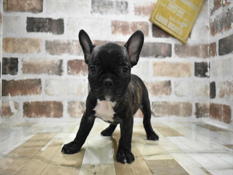 大阪府のフレンチブルドッグ (ワンラブアリオ鳳店/2025年8月29日生まれ/女の子/ブリンドルホワイト)の子犬の2枚目の画像