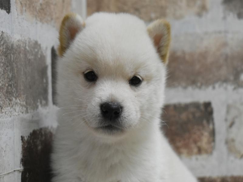 富山県の柴犬(標準サイズ) (ワンラブアピア富山店/2025年8月21日生まれ/男の子/白)の子犬の1枚目の画像
