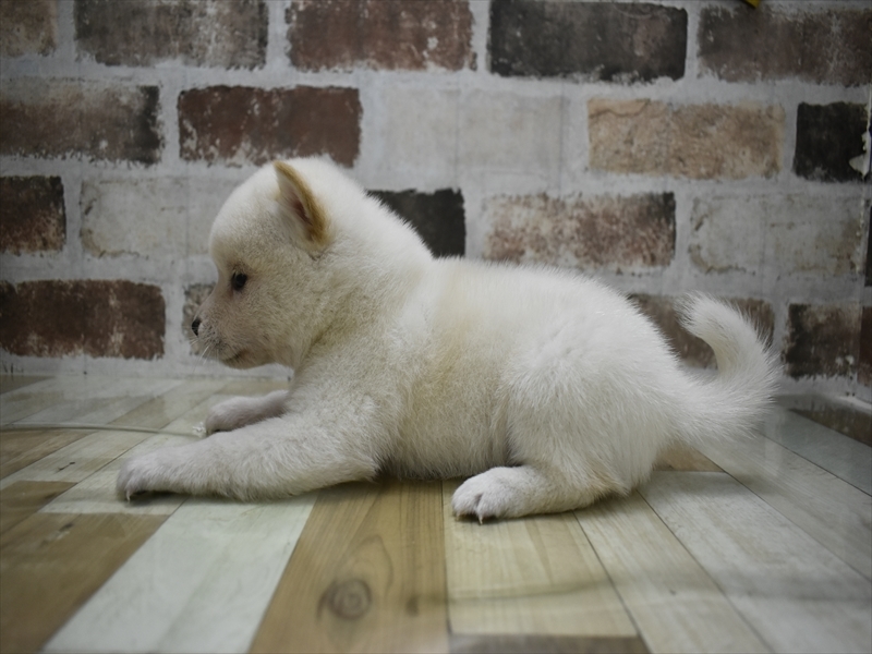 富山県の柴犬(標準サイズ) (ワンラブアピア富山店/2025年8月21日生まれ/男の子/白)の子犬の3枚目の画像