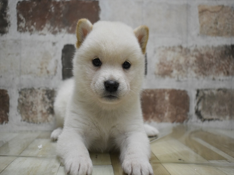 富山県の柴犬(標準サイズ) (ワンラブアピア富山店/2025年8月21日生まれ/男の子/白)の子犬の2枚目の画像