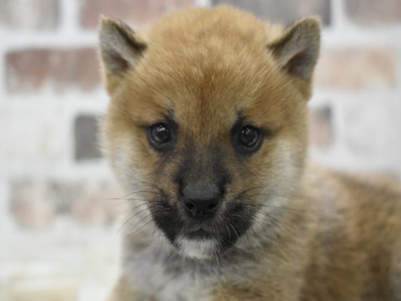 静岡県の柴犬(標準サイズ) (ワンラブカインズ沼津店/2025年9月4日生まれ/男の子/赤)の子犬の1枚目の画像