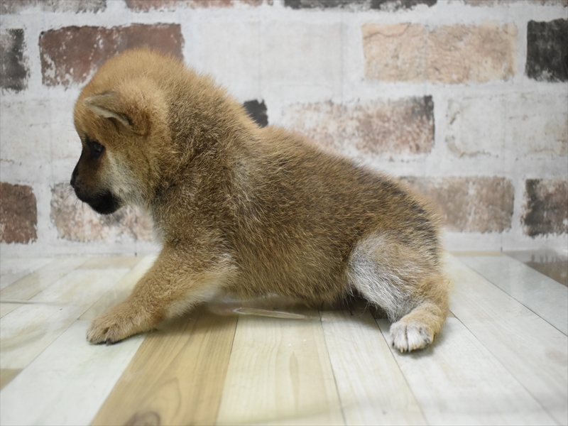 静岡県の柴犬(標準サイズ) (ワンラブカインズ沼津店/2025年9月4日生まれ/男の子/赤)の子犬の3枚目の画像